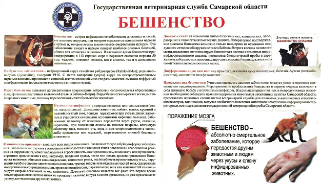 бешенство.памятка