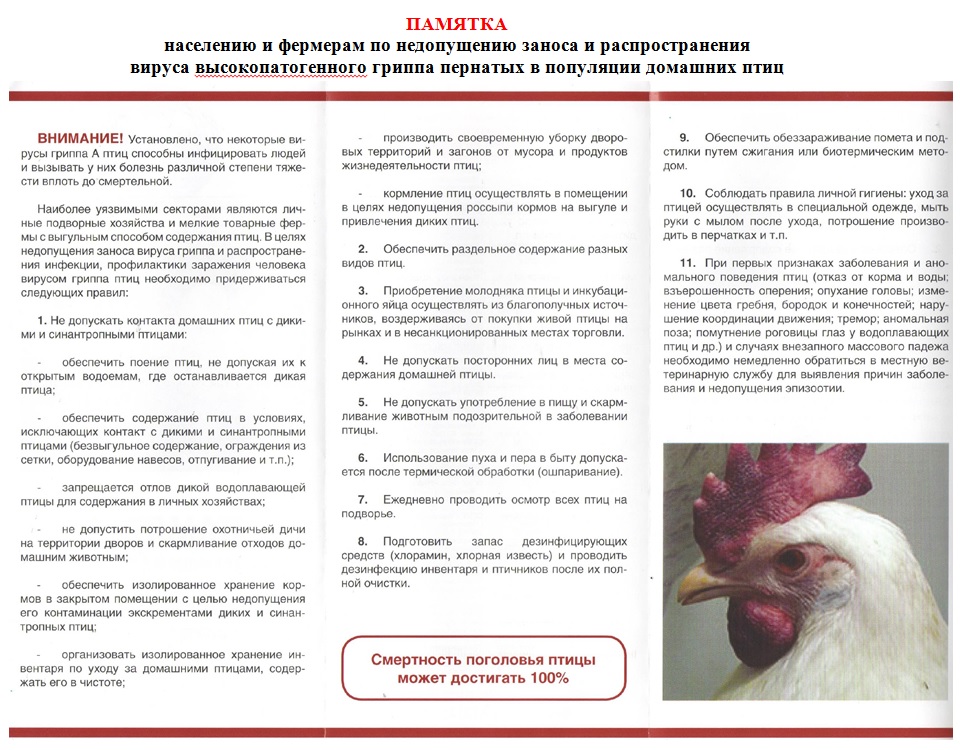 памятка по гриппу птиц