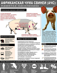 Памятка по африканской чуме свиней