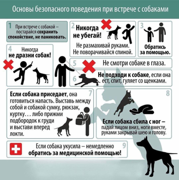 Основы безопасного поведения при встрече с собакой