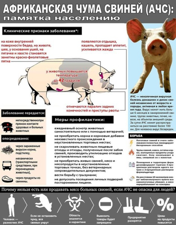 СП ГБУ СО «СВО» Ставропольская СББЖ информирует Вас об обострении эпизоотической обстановки по африканской чуме свиней на территории Оренбургской области
